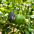 Aguacate