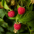 Berries