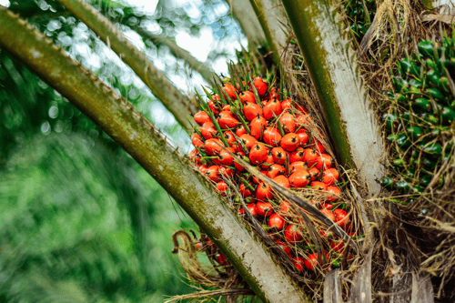 palm1.png