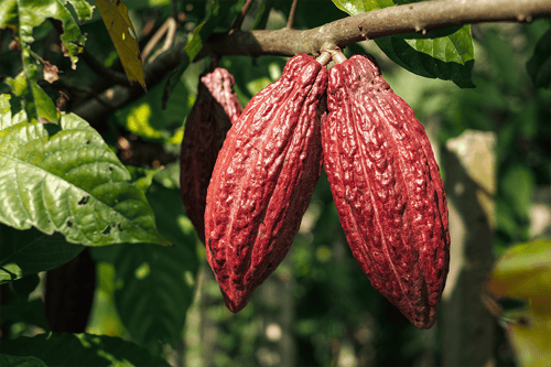 cacao.png