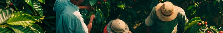 Banner El café: cultivo que toma fuerza en Centroamérica con riego por goteo