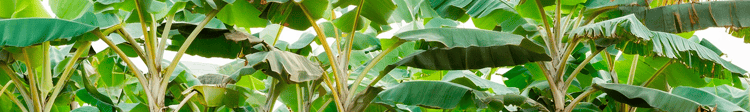 Banner ¿Es rentable el cultivo de plátano?