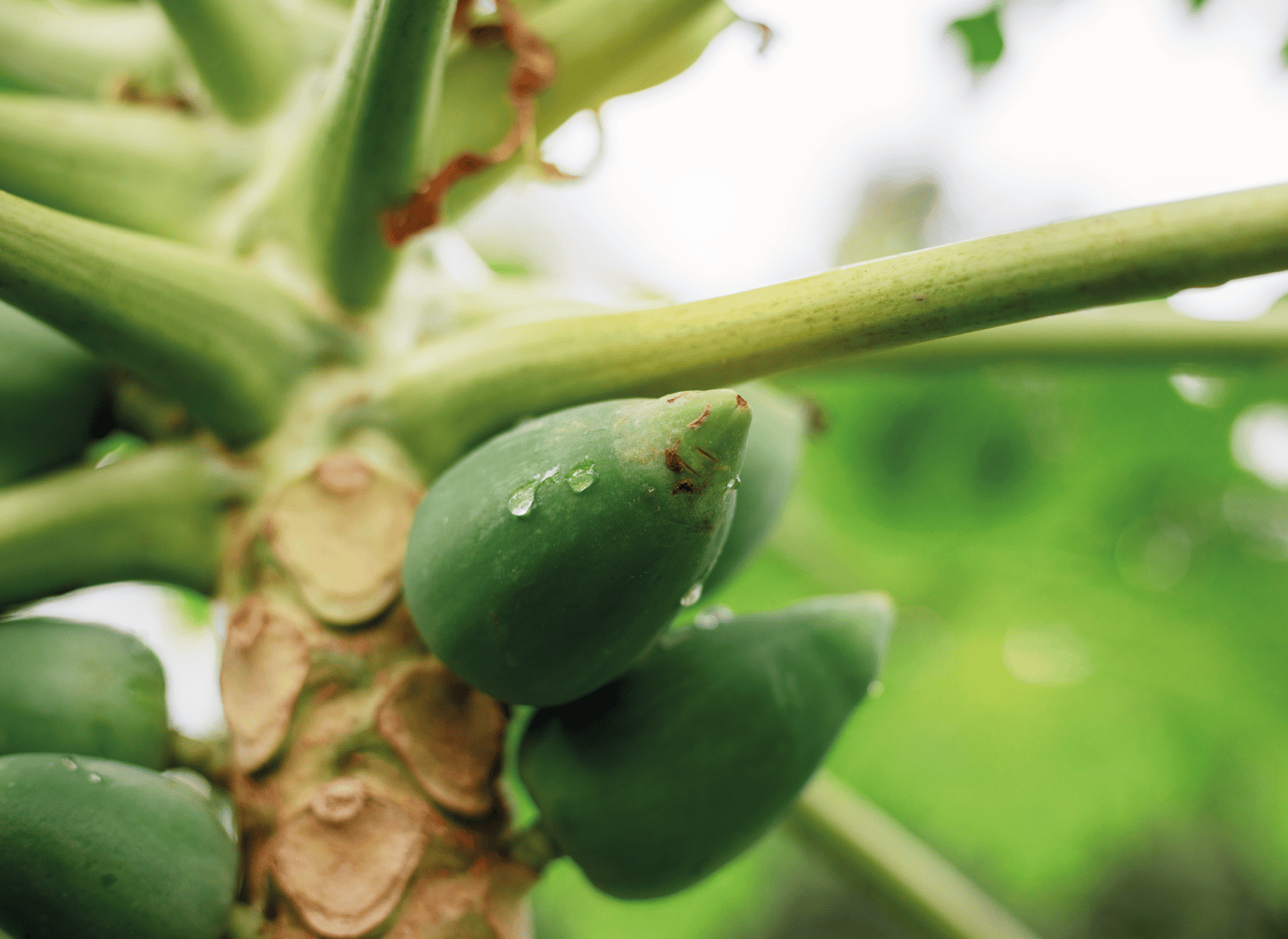 Papaya