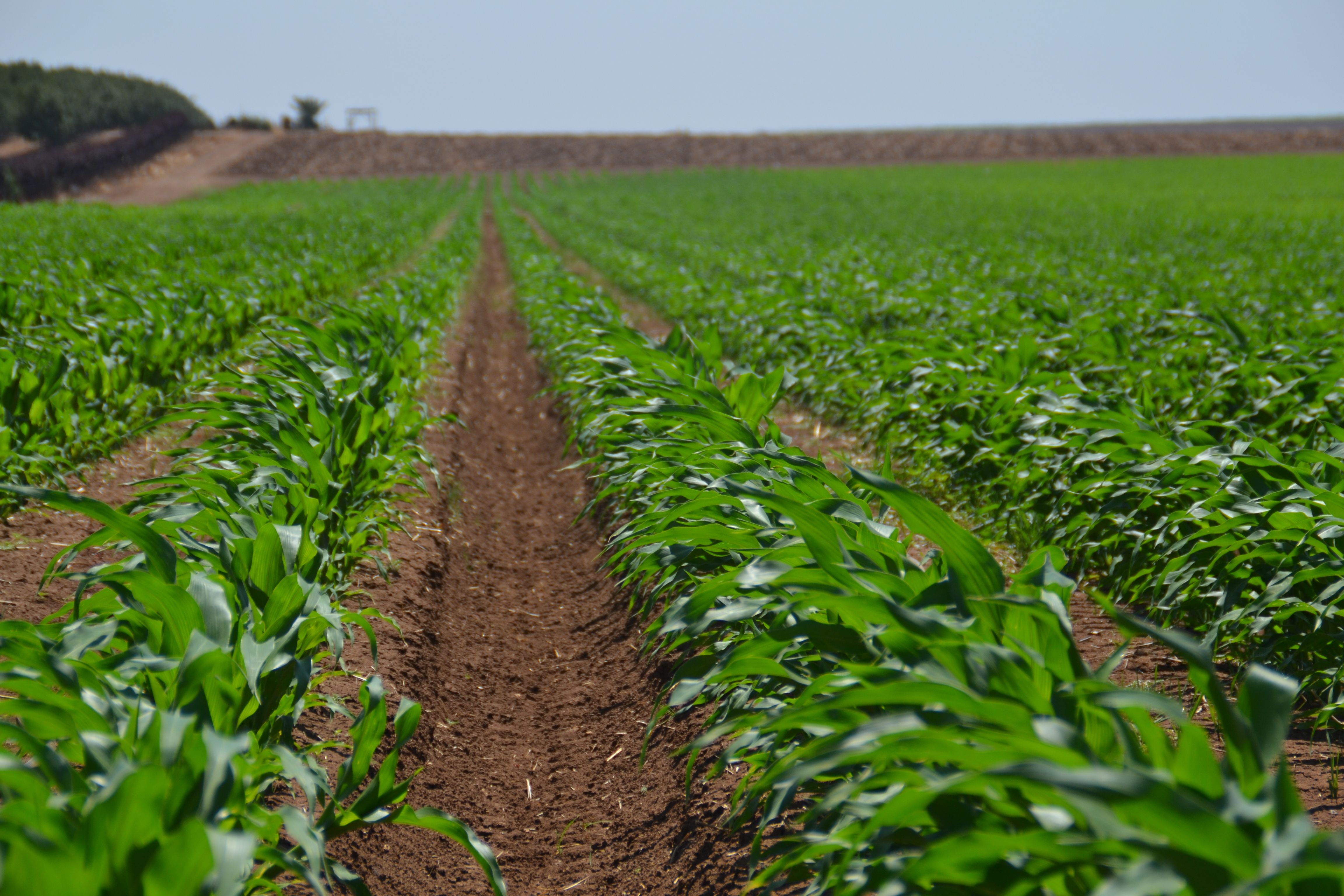 Riego de precisión para campo abierto 