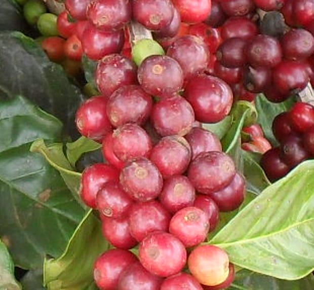 Café
