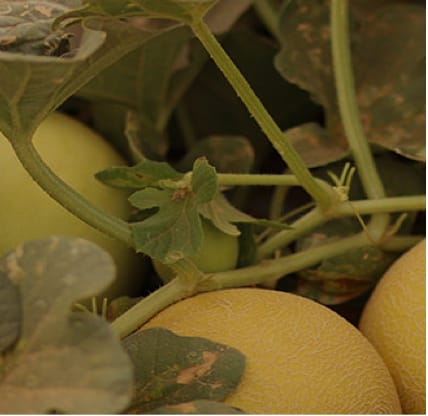 Melón y Sandía